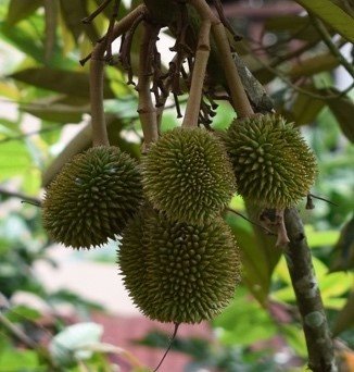 Durian (Bis.)