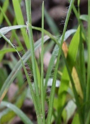 Laweg, Bila-bila, Dama-dama (Bis.)