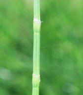 Hils-hils (Bis.)