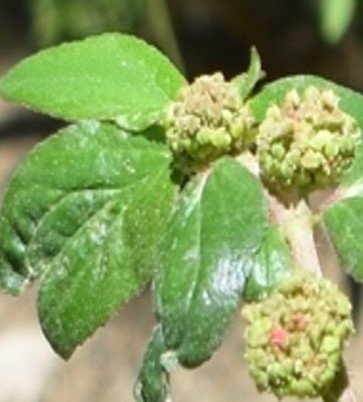 Tawa-tawa (Bis.)