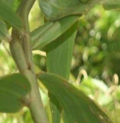 Tahima (Bis.)