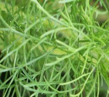 Unnamed plant-murag asparagus