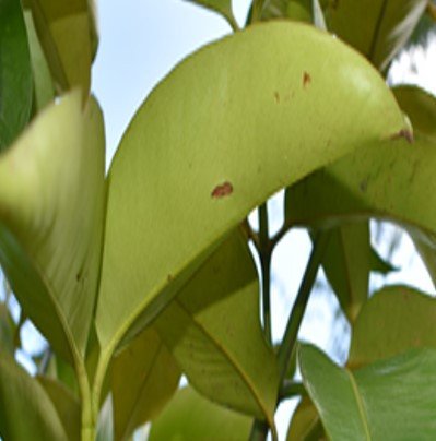 Mangosteen (Bis.)