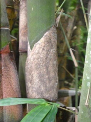 Kawayan (Bis.)