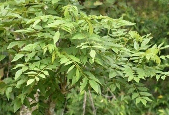 Madre cacao (Tag.)