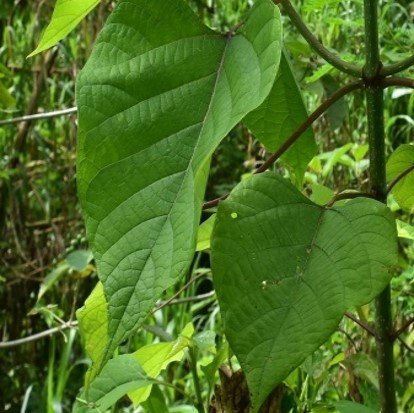Gemelina (Bis.)