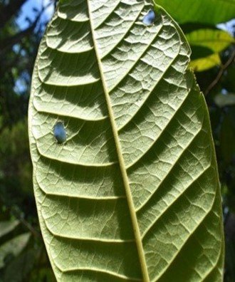 Anetap (Bis.)