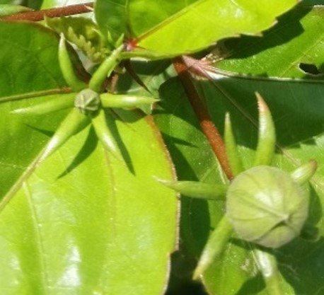 Gumamela (Bis.)
