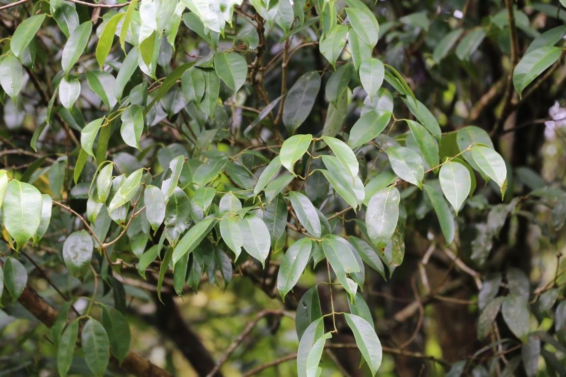 Unidentified