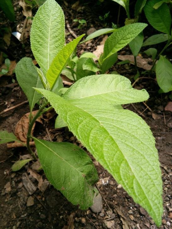 Unidentified