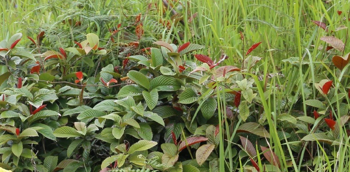 Unidentified