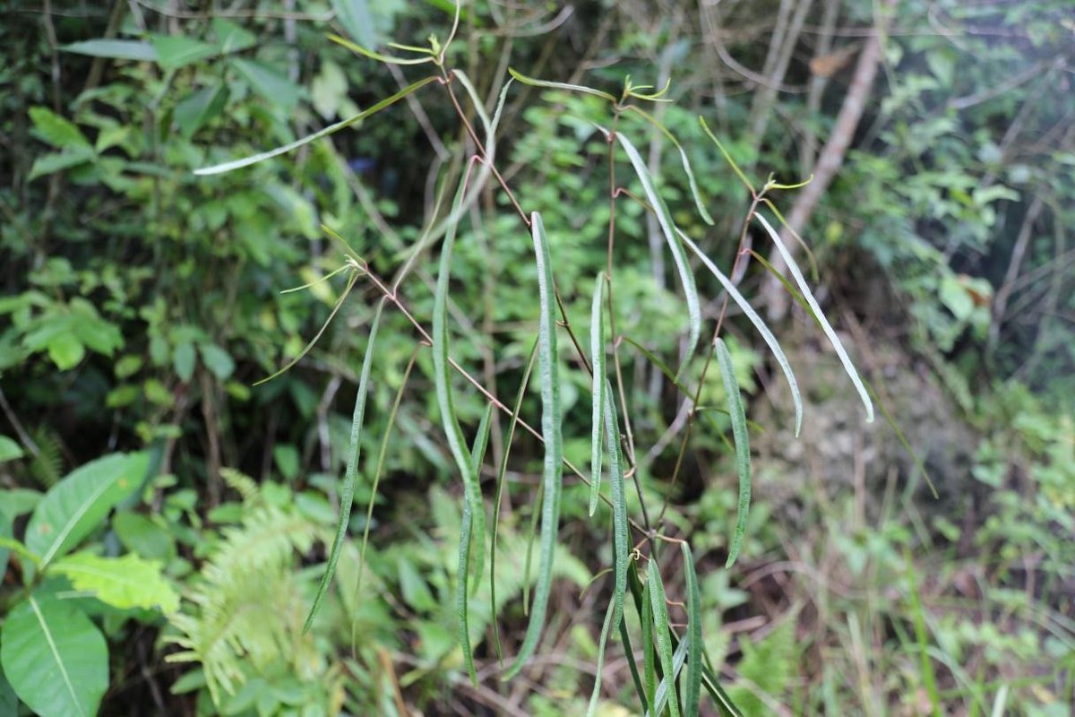 Unidentified