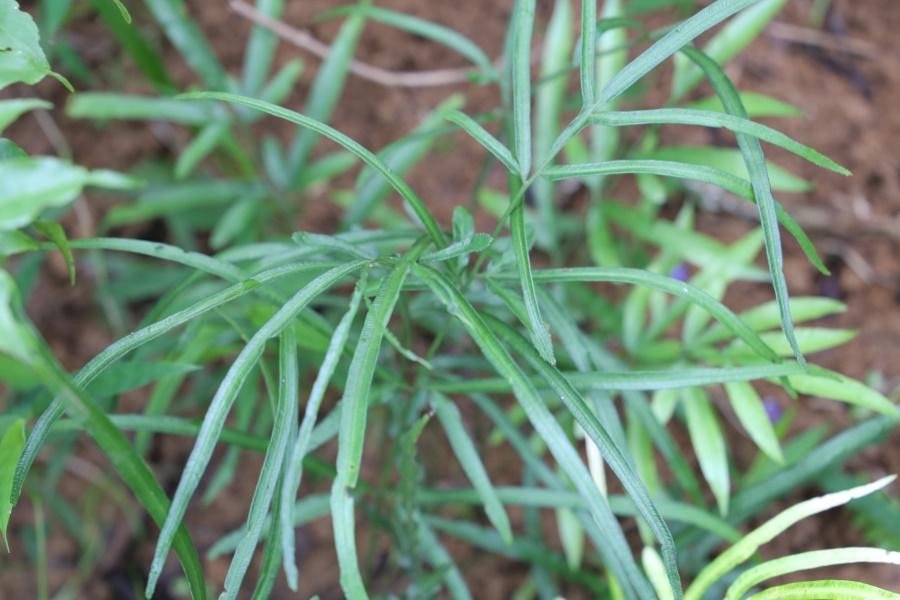 Unidentified
