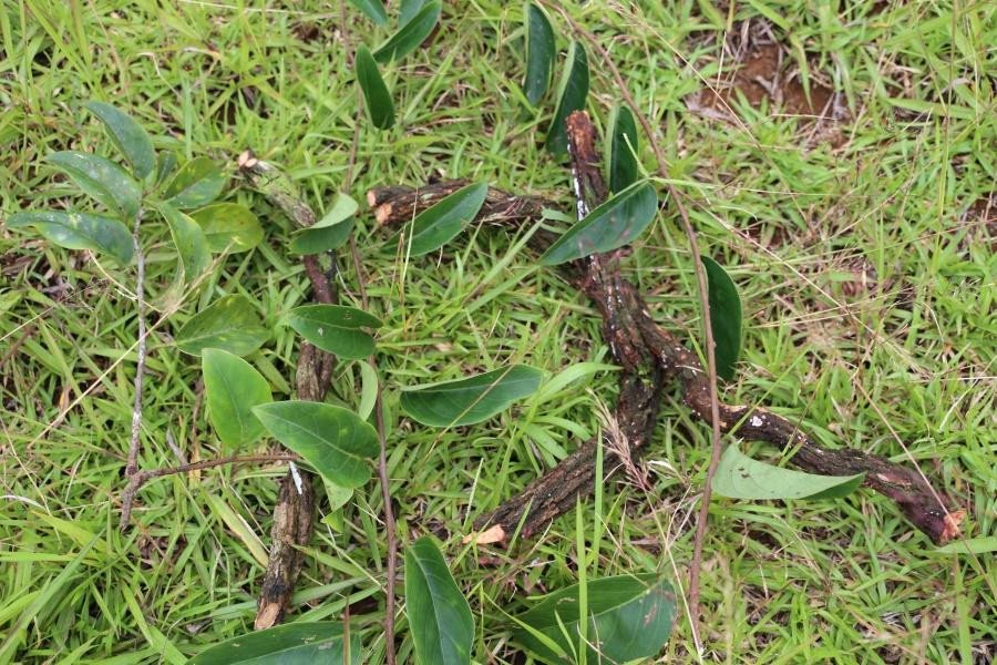 Unidentified