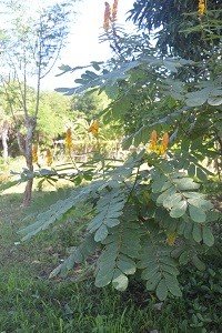 Akapulko (Sul., Tag.)