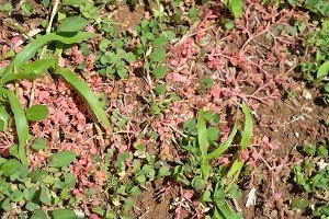 Prostrate spurge (Engl.)