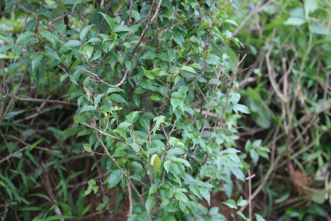 Unidentified