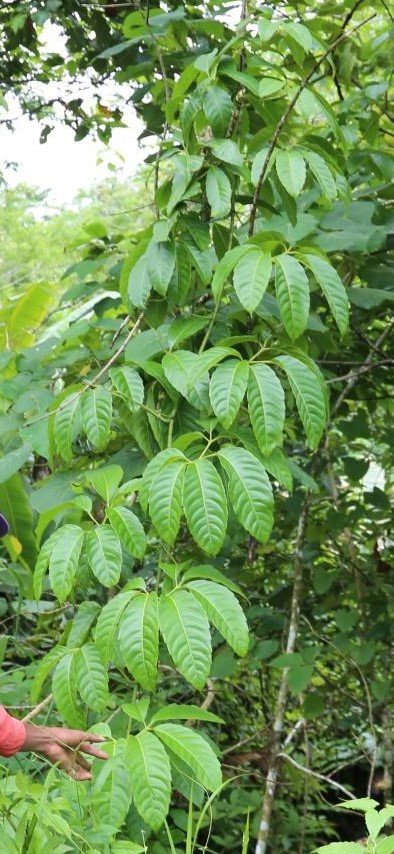 Unidentified
