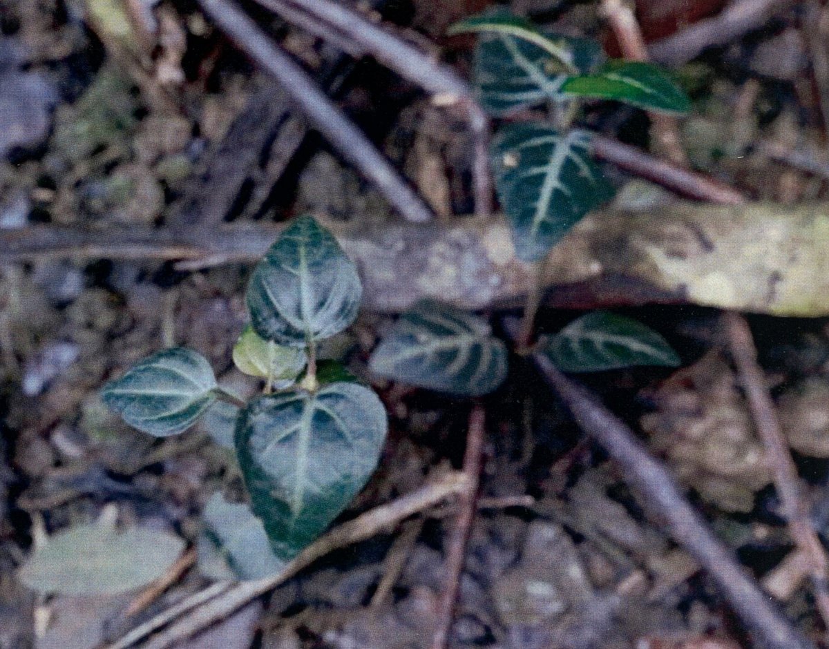 Unidentified