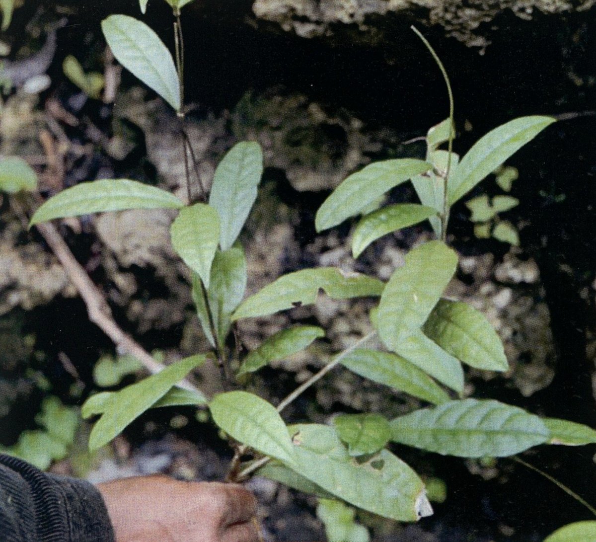 Unidentified