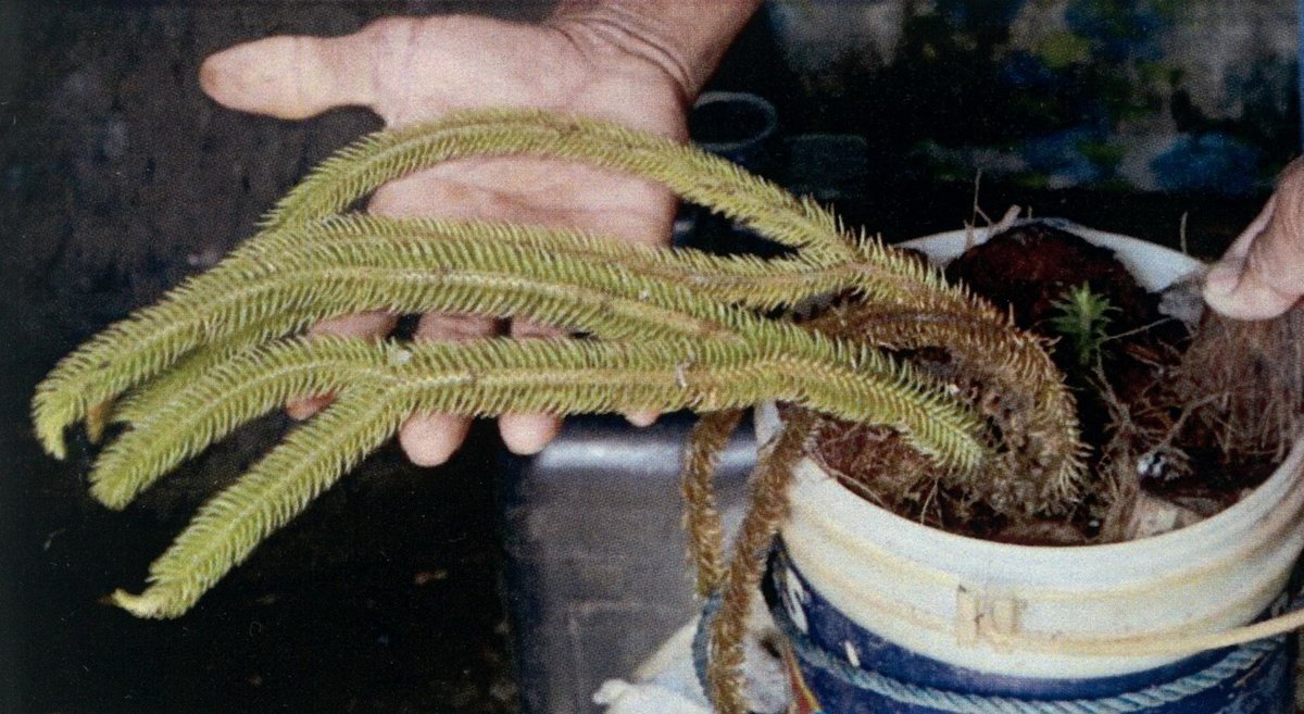 Unidentified