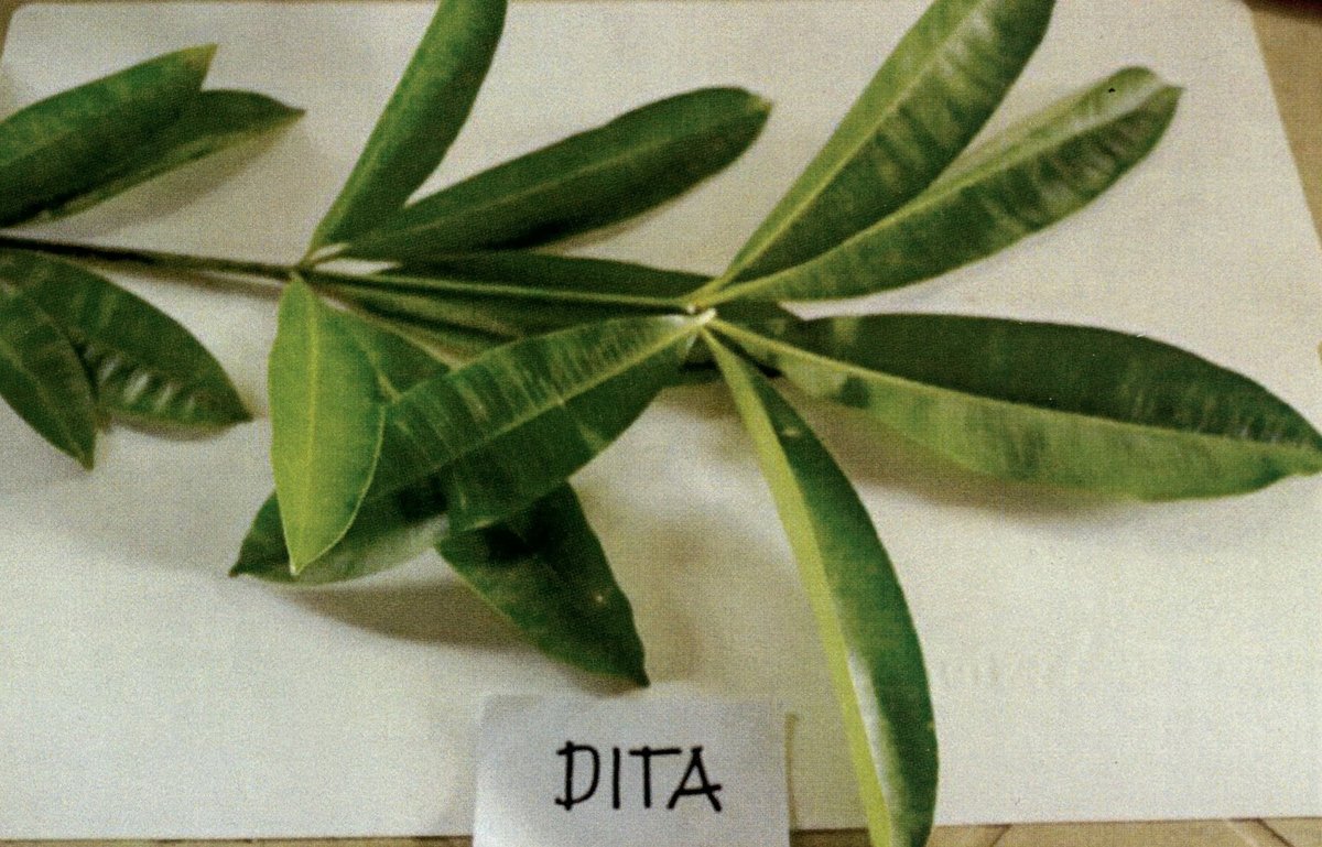 Unidentified