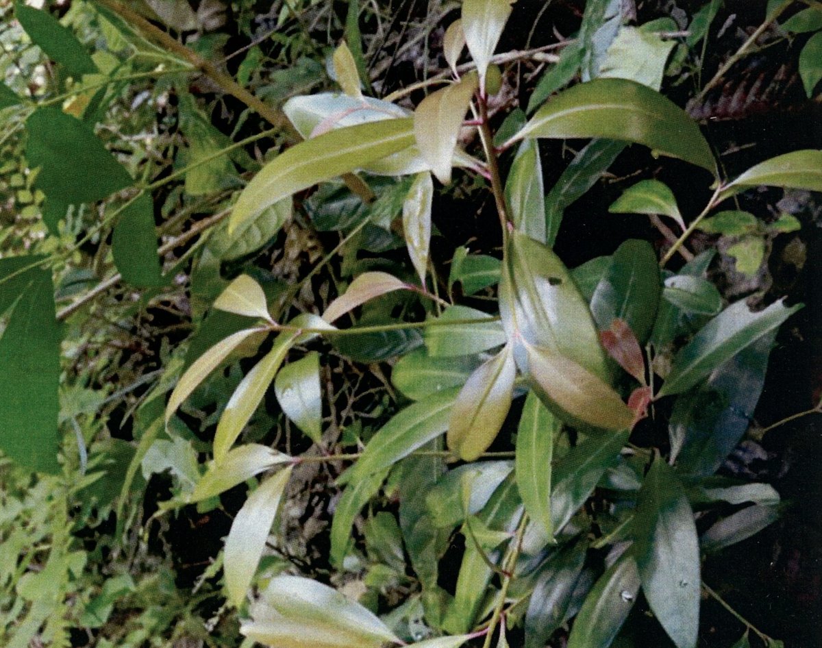 Unidentified