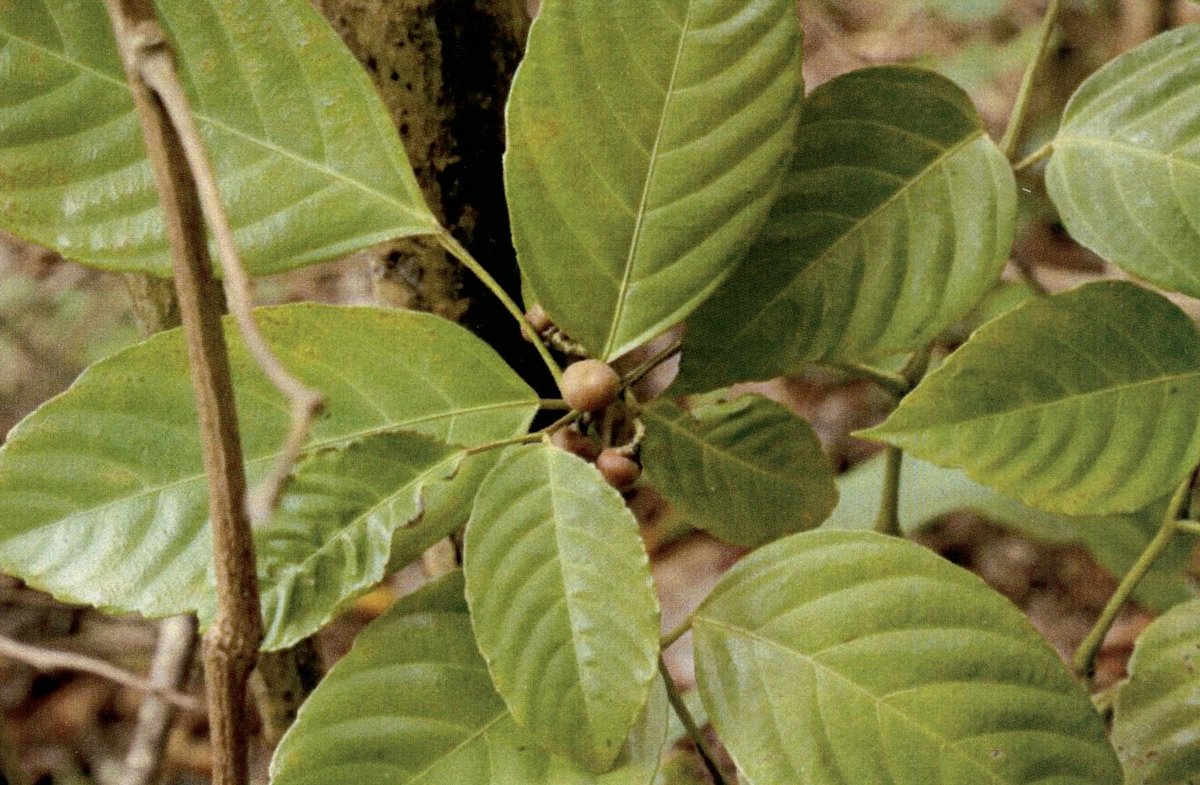 Unidentified