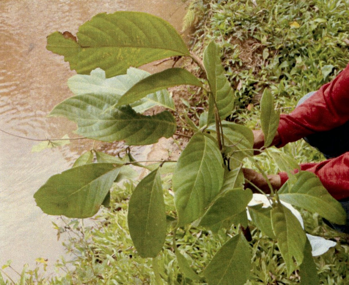 Unidentified