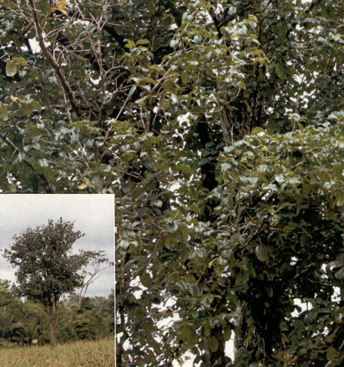 Unidentified