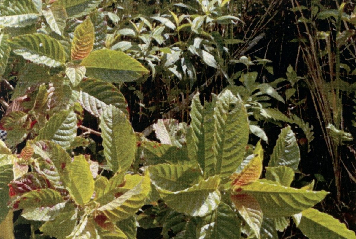 Unidentified