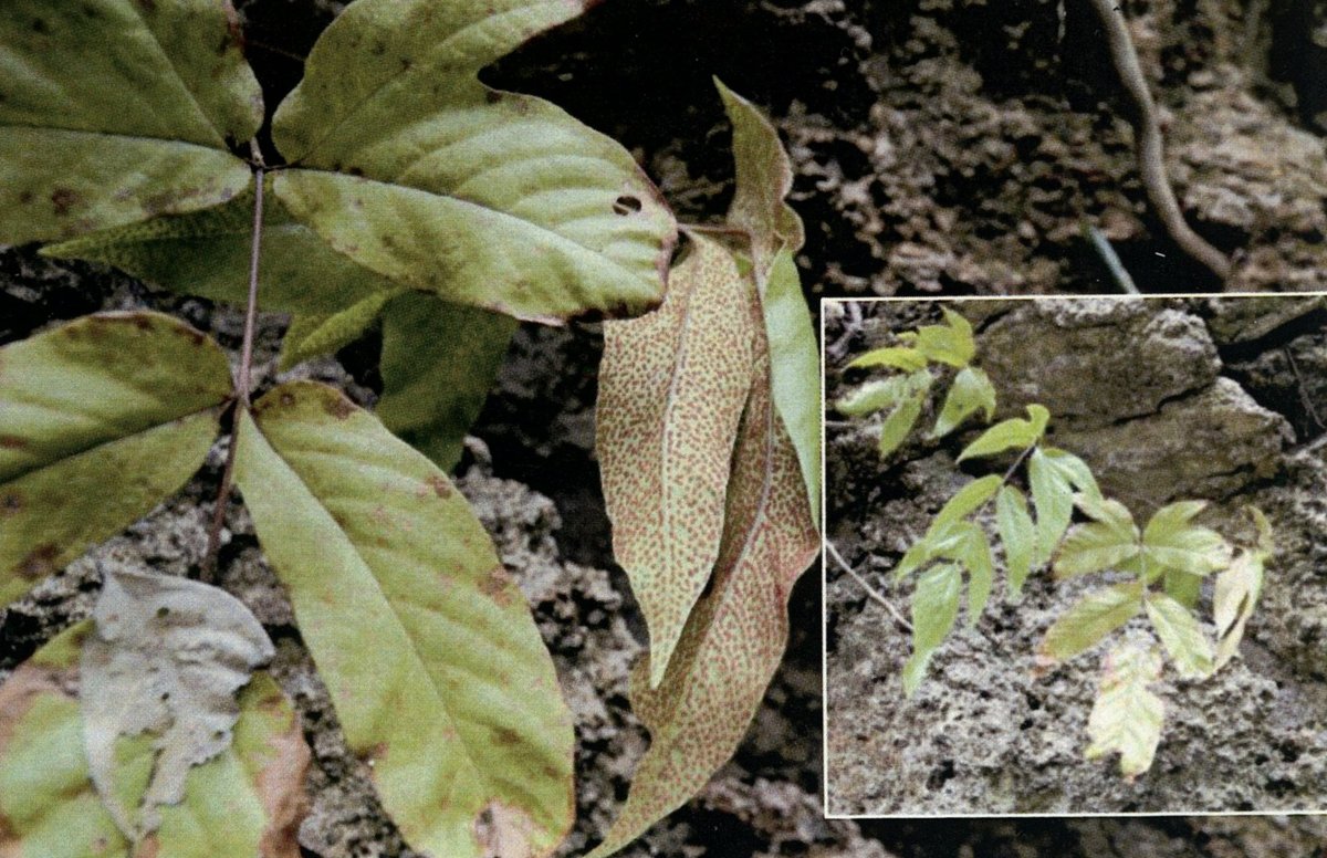 Unidentified