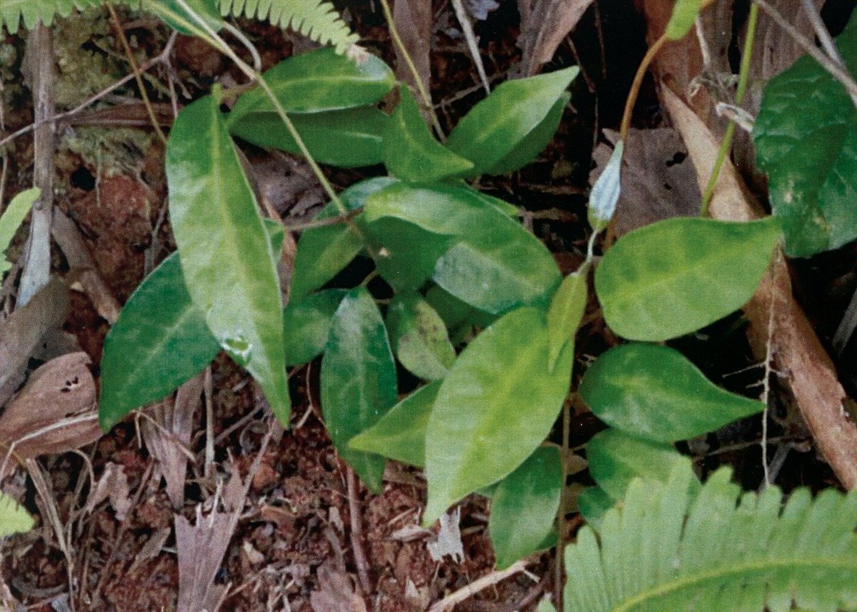 Unidentified