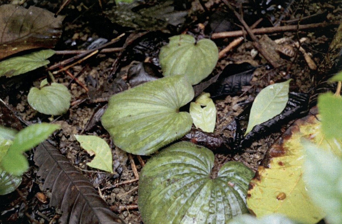 Unidentified
