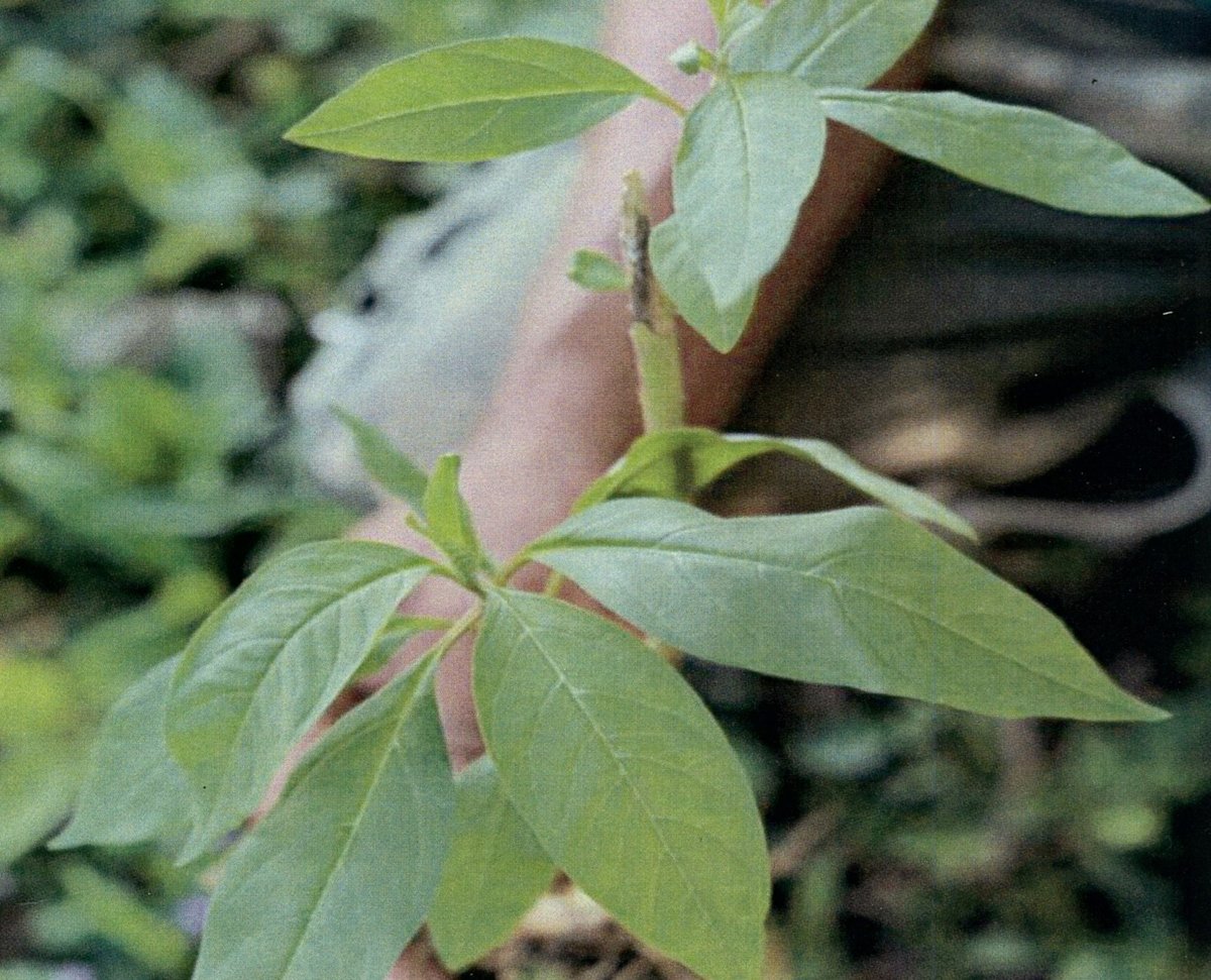 Unidentified
