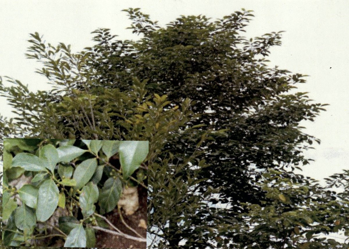 Unidentified