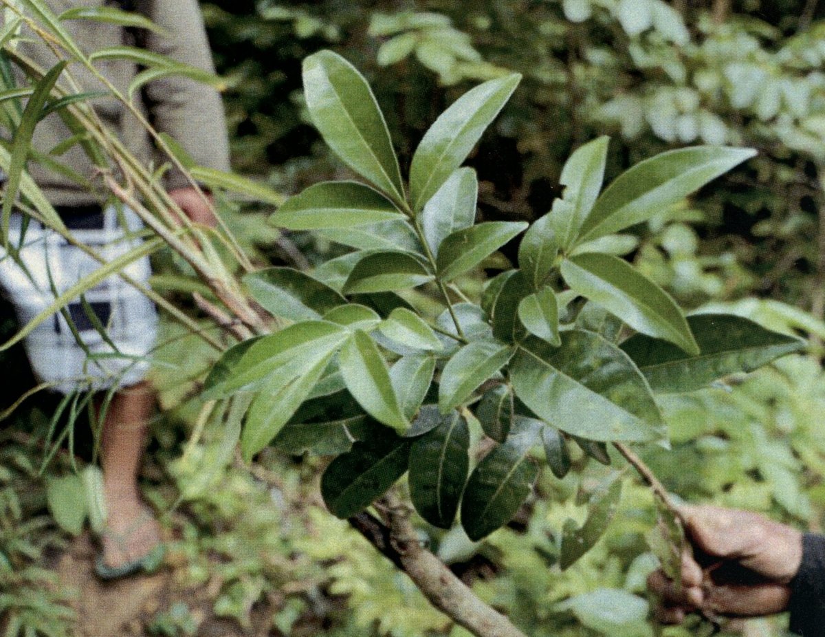 Unidentified