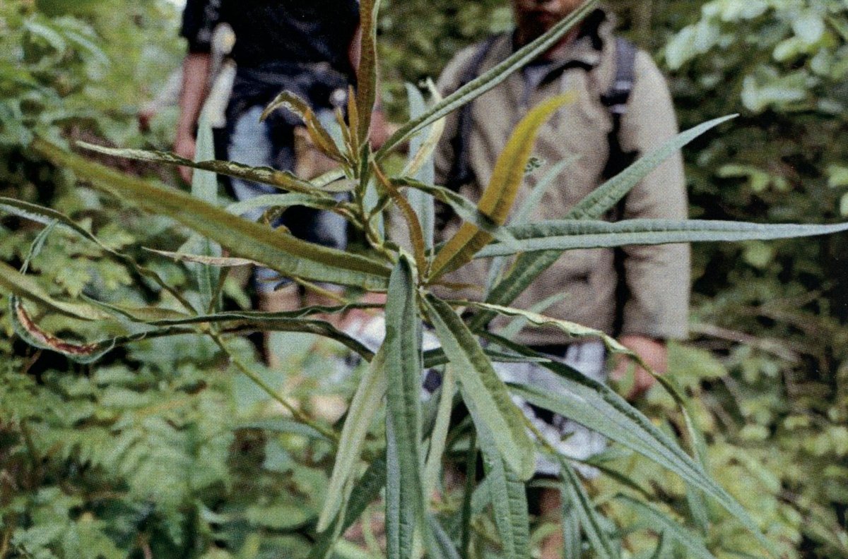 Unidentified