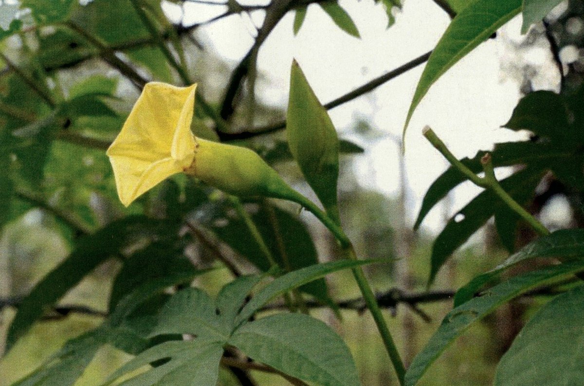 Unidentified