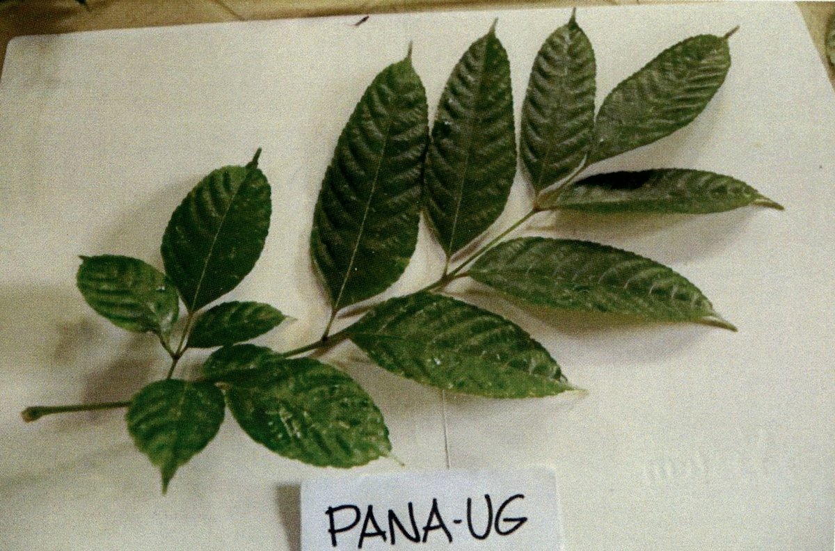 Unidentified