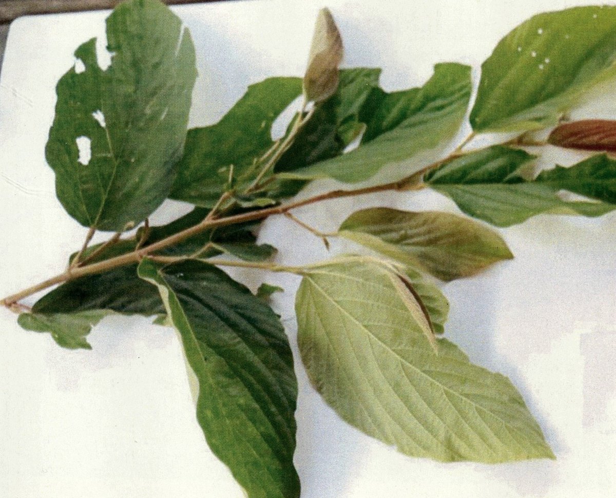 Unidentified