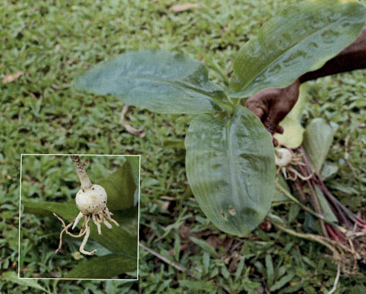 Unidentified
