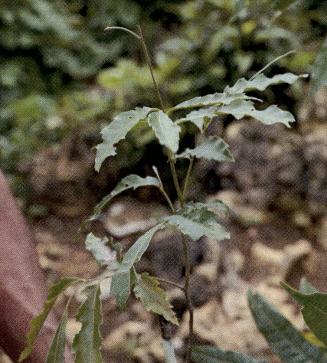 Unidentified
