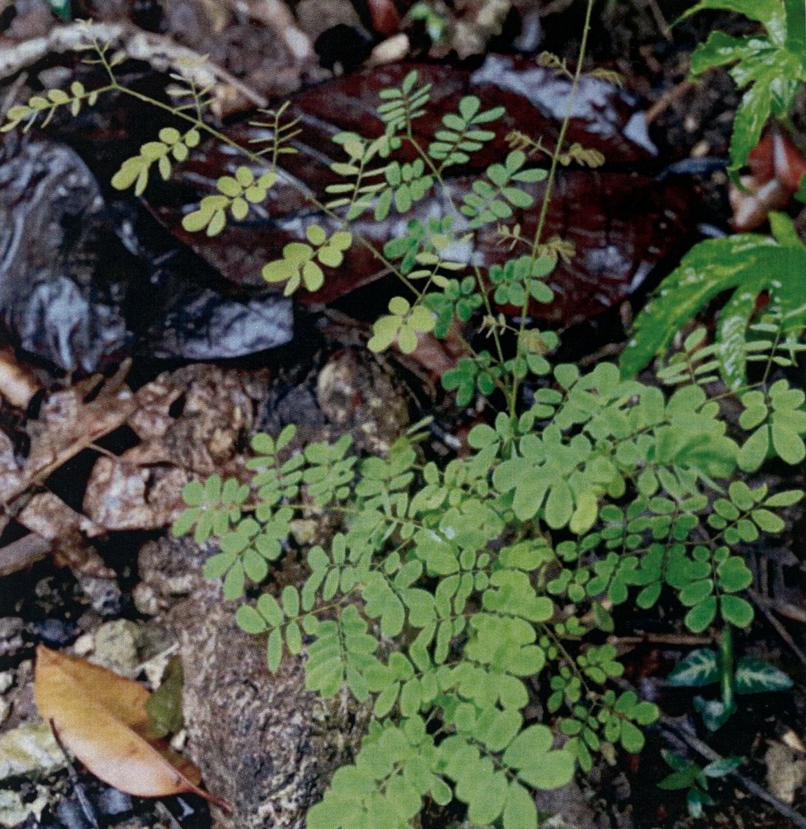 Unidentified