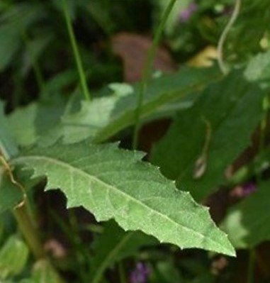 Unnamed plant(white flower)