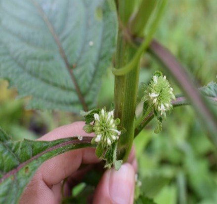 Kaopongot mamot (Bis.)
