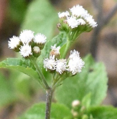 Kaopongot na puti (Bis.)