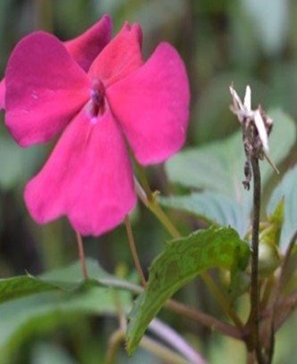 Sungka (Bis.)