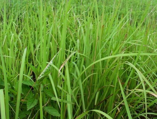 Cogon (Bis.)