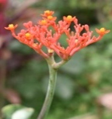 Ginseng (Engl.)
